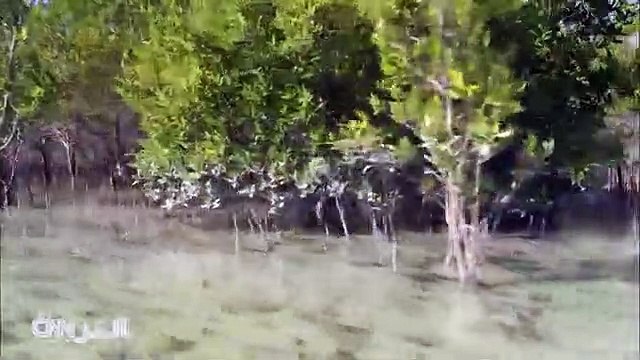 حديقة مانغروف سلاح أبوظبي السري بوجه تغير المناخ