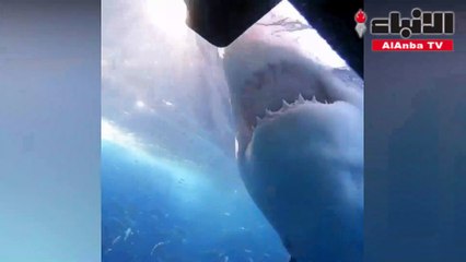 فيديو مدهش لسمكة قرش بيضاء تستعرض قوة فكيها من خلال قفص حديدي