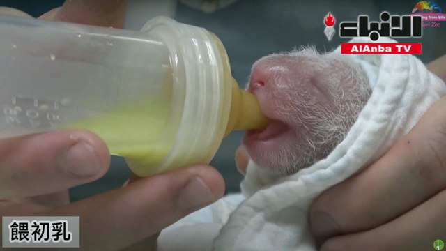 ولادة أنثى باندا في حديقة حيوانات تايبيه