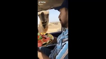 شاب خليجي يطعم البطيخ لجملين من داخل السيارة!