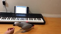Talented parrot sings and plays Happy Birthday song on piano