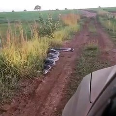 Sucuri -dá bote- em caminhonete em Campo Grande