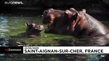 شاهد- أول ولادة لصغير حيوان فرس النهر في حديقة الحيوانات في فرنسا…