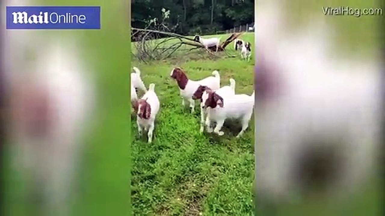 Hilarious moment baby raccoon called The Governor herds goats into their pen