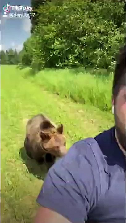 Медведь