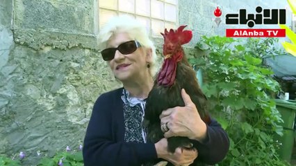 الديك موريس توقف عن الصياح