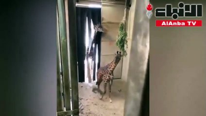 خبيرة مكياج