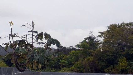 Boeing 767-300ER PR-ABD na aproximação final antes de pousar em Manaus vindo de Guarulhos