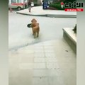 كلب ذكي يظهر مهاراته في التزلج