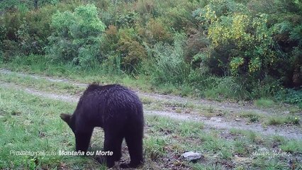 بطريق الصدفة تصوير دب بني لأول مرة منذ 150 عاما