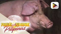 African Swine Fever o ASF, nakapasok na sa Tacloban City