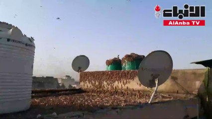 السلطات الهندية تكثف جهودها لمكافحة أسراب الجراد المدمرة