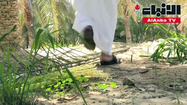 الإمارات تشن حربا على سوسة النخيل الحمراء