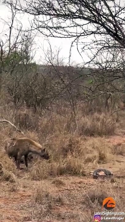 Hyena Steals Impala from Python