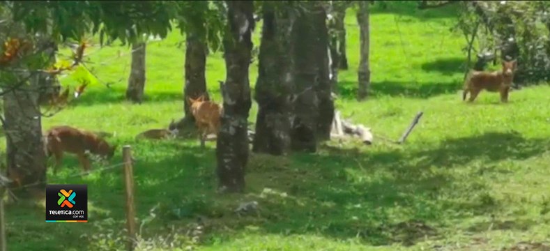 tn7-Manada-de-coyotes-fue-observada-en-finca-ganadera-de-Cartago 250221