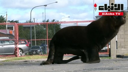 أسود البحر تستغل حبس الناس في الأرجنتين لتأخذ حريتها في الشوارع