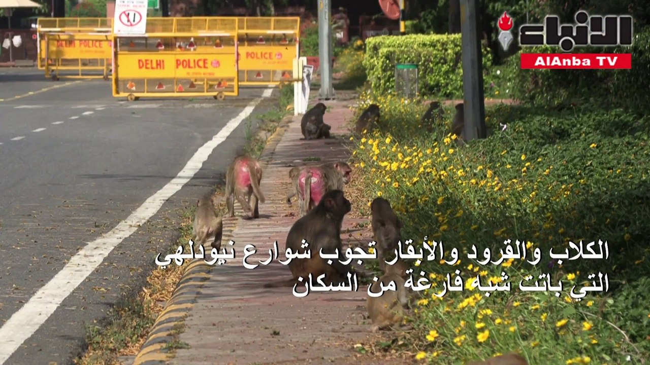 الهند