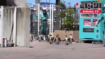 حوض مائي ياباني ينظم جلسات تعارف بين حيواناته خلال فترة الإغلاق