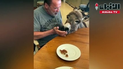 أرنولد شوارزنيجر يحتفل بعيد ميلاد حماره "لولو"