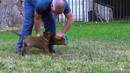 Hari x Ipsy pups 2021.02.23