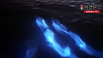 في ظاهرة نادرة جدا... تسجيل ظهور دلافين متوهجة لأول مرة