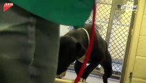 Esta fue la emotiva reacción de un perrito al 'darse cuenta' que será adoptado