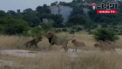 مجموعة من السياح يوثقون لحظة طرد أسد من الغابة