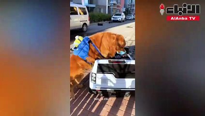 كلب ذكي يقود سيارة ويتسوق لصاحبه خلال الحظر