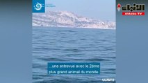 بفضل Covid-19رصد ثاني أكبر ثدييات العالم في المياه الفرنسية