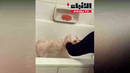 بالفيديو نيكول سابا تعتني بكلبهاكوكي ردا على رمي الكلاب خوفا منكورونا