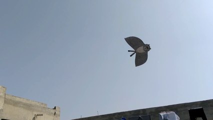 bat kite making and flying at home