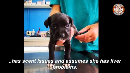 Poor Puppy was Trapped on the Street without Mother, Eaten Alive by 10000MaggottHeartbreaking