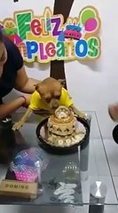 THE DODOLittle Dog Is So Happy That People Remembered His Birthday