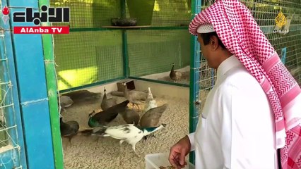 هاو قطري يضم في مزرعته أندر أنواع الطاووس في العالم