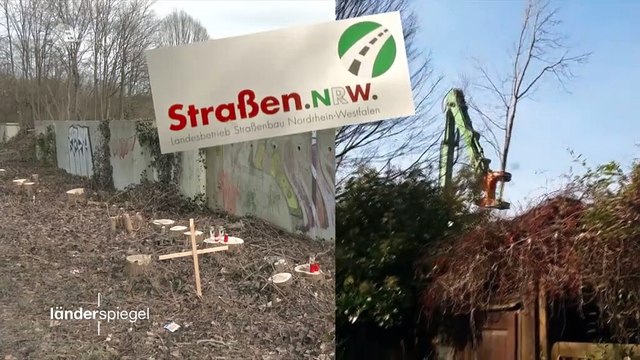 Hammer der Woche – Landesbetrieb holzt Straßenbäume weg