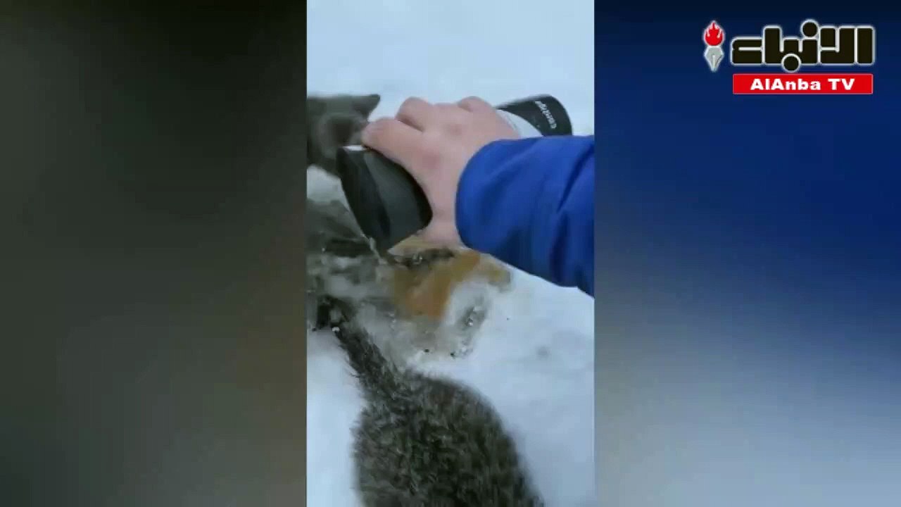قطط