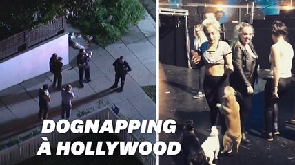 Lady Gaga offre 500.000 dollars à qui retrouvera ses deux bulldogs français volés