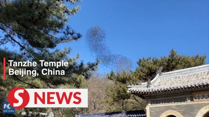 Hundreds of birds fly over a temple in China
