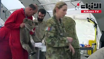 معالجة عشرات حيوانات الكوالا في مستشفى ميداني في جزيرة الكنغر