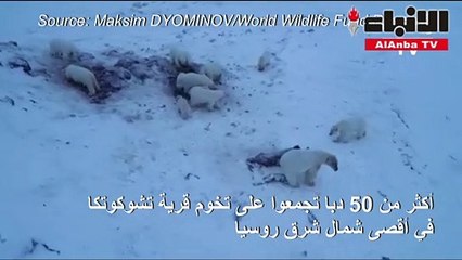 ستة وخمسون دبا على تخوم قرية روسية جراء التغير المناخي