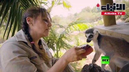 آيس كريم وبطيخ للحيوانات البرية في رمضاء أستراليا