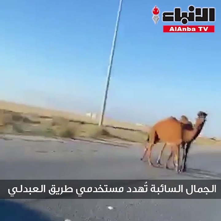 الجمال السائبة تُهدد مستخدمي طريق العبدلي