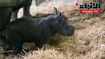ولادة وحيد قرن أبيض في بلجيكا