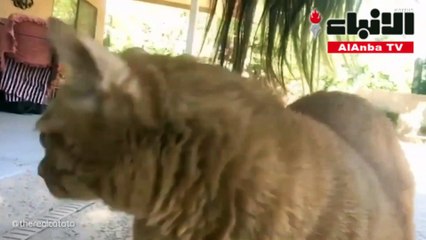 قطة عجيبة تدعى "بطاطا" تجذب آلاف المتابعين