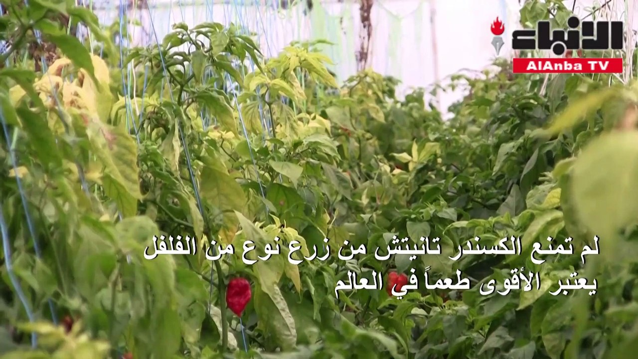 فلفل