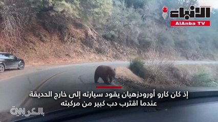 مواجهة غير متوقعة بين دب ورجل وكلب شاهد ما حدث