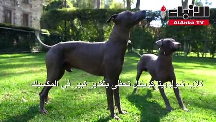 كلاب "تشولوز" العائدة إلى حقبة الأزتيك من رموز الهوية المكسيكية