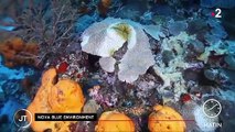 Martinique : les récifs coralliens menacés par une bactérie mortelle