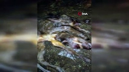 6 ayaklı, 2 başlı ve 2 kuyruklu buzağı şaşırttı