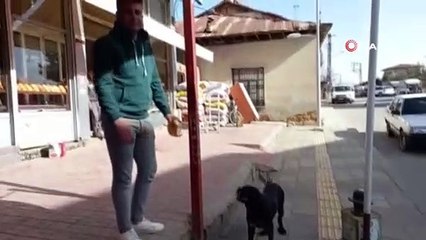 Gerçek güvenlik kamerasında ortaya çıktı.. Sevimli köpek her sabah bir ekmek alıyor